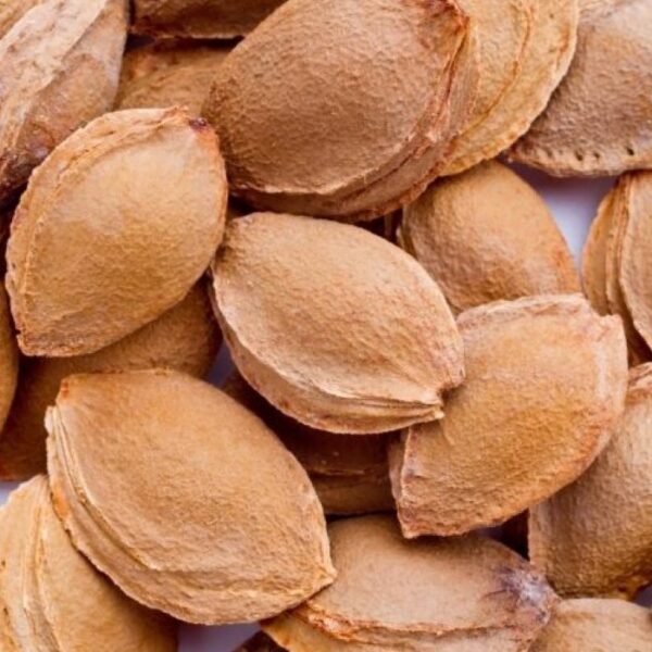 Kayısı Çekirdeği - Görsel 3